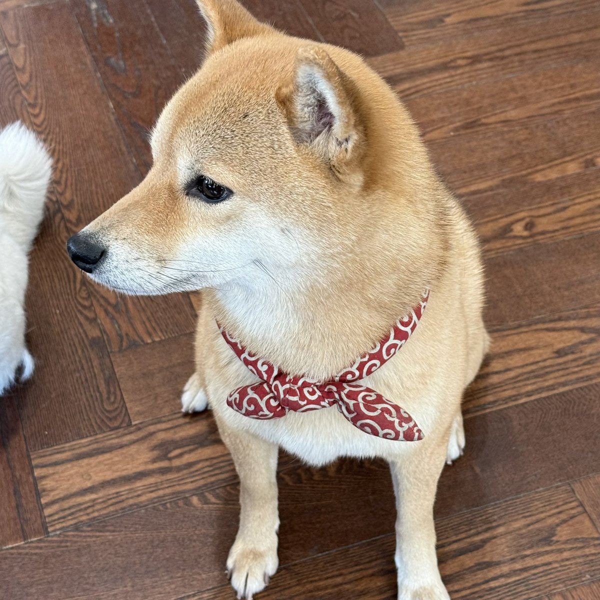 작탁전문대학교 tweet media