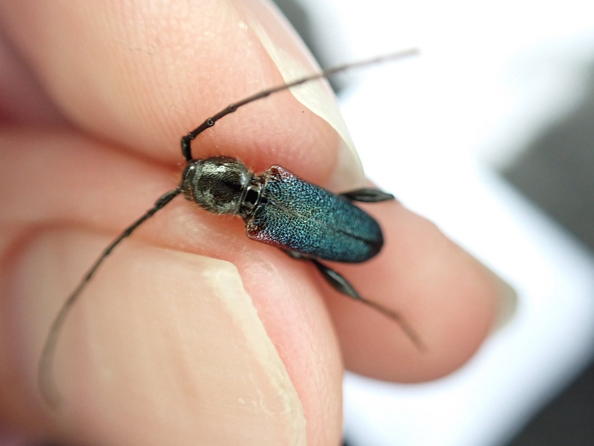 おこめ tweet media