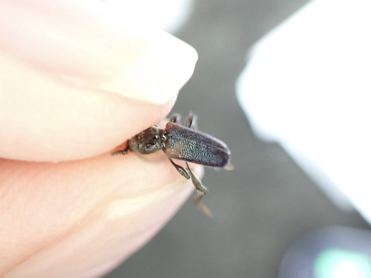 おこめ tweet media