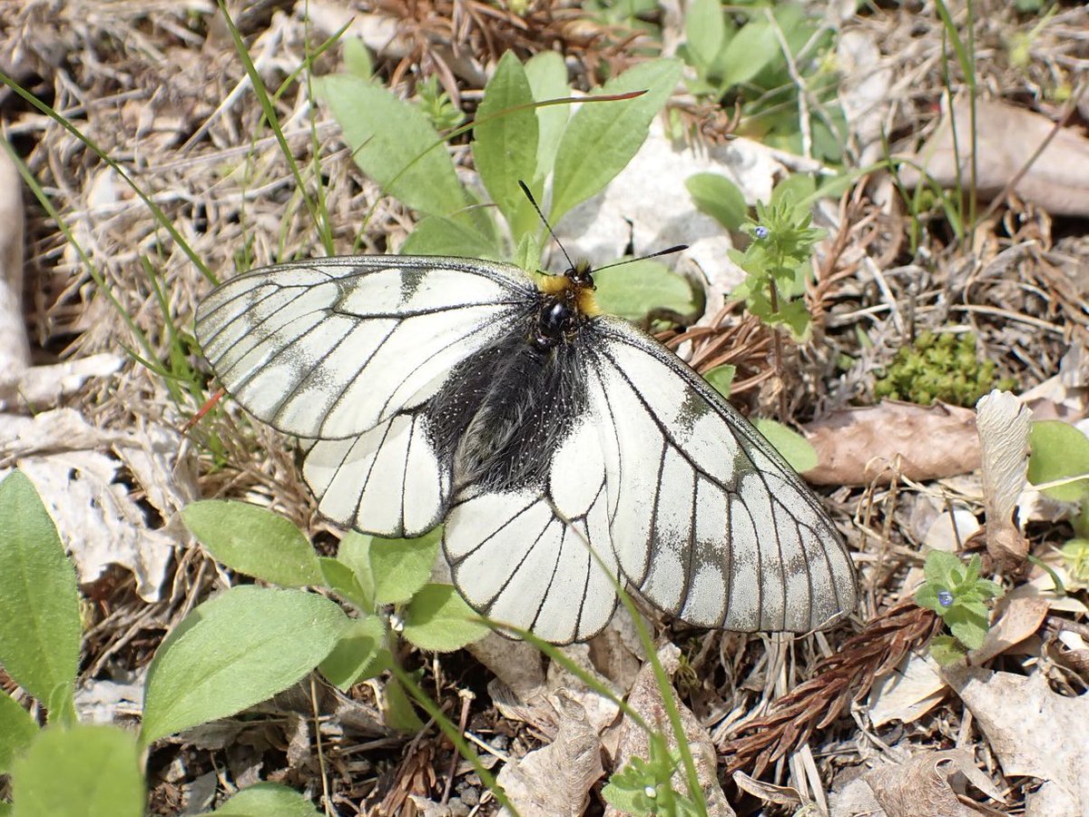 おこめ tweet media