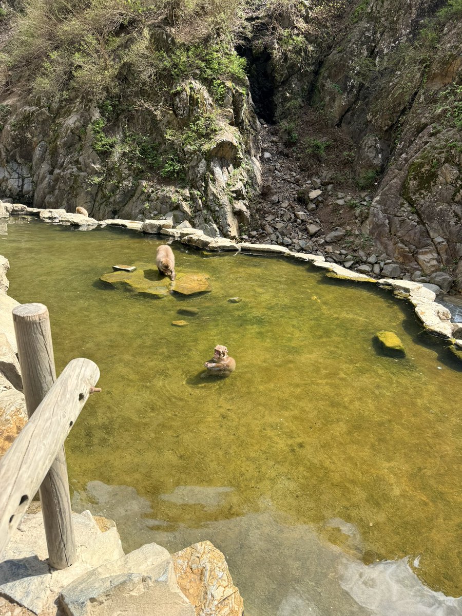 2k_Swif's tweet photo. Day 11 
Japan - 🇯🇵 
Location - Snow monkey resorts
#japan #Snowmonkey #explorejapan #travelling #Traveljapan #Photos https://t.co/sEvE4kGmxX
