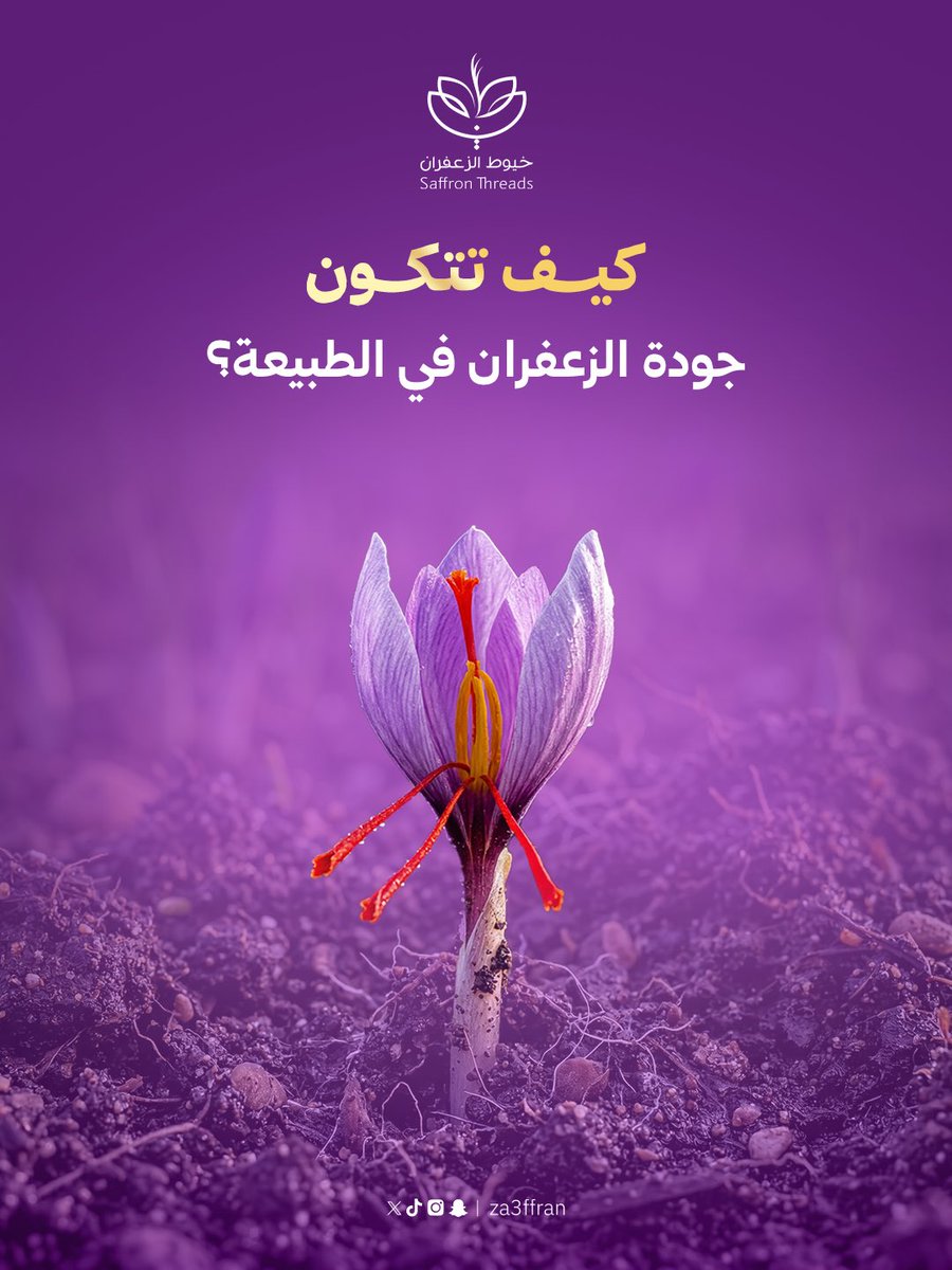 خيوط الزعفران tweet media