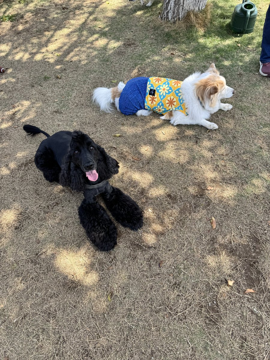 🦮マフィン＆🐕‍🦺マオ+おすかる tweet media