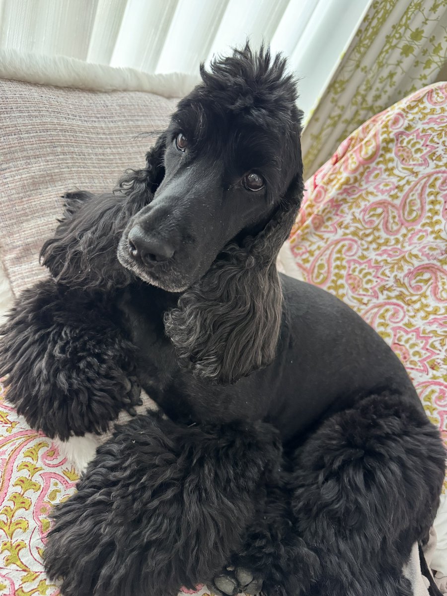 🦮マフィン＆🐕‍🦺マオ+おすかる tweet media