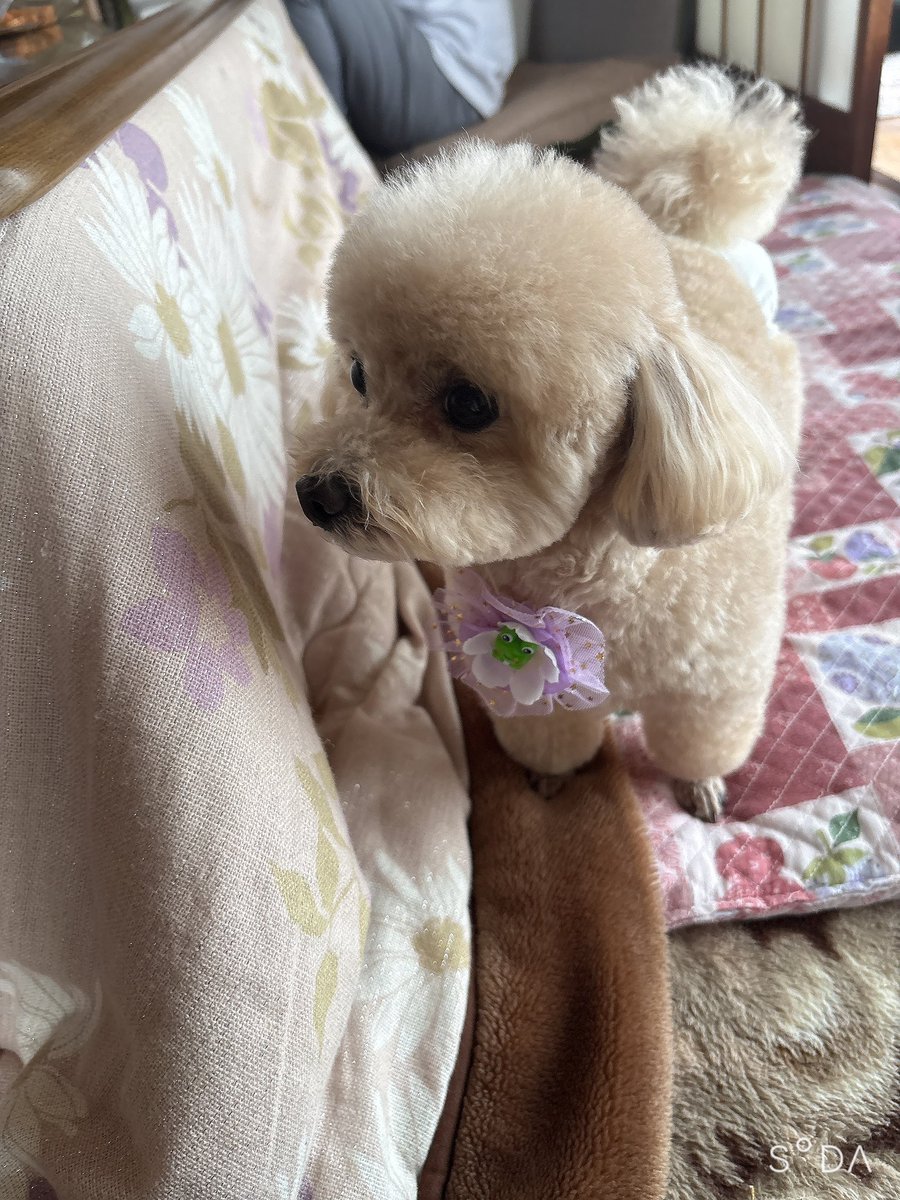 えくれあ tweet media