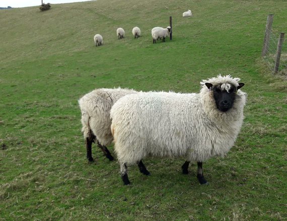 "Vegan wool" is plastic.

Specifically, it is acrylic: a synthetic fibre spun from polymerised acrylonitrile, which is a derivative of propylene, which is a derivative of crude oil. Manufactured in factories in China and Turkey using a known liver toxin as a solvent, dyed with