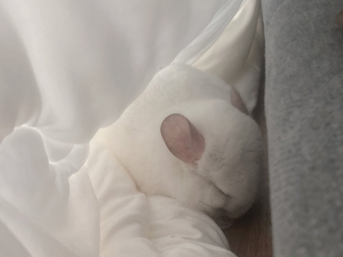 毛布の中でお昼寝