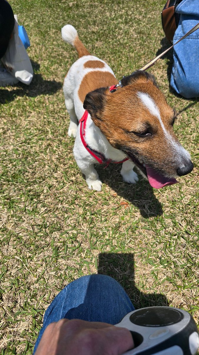 悪さ犬ジャック🐶無法者ジュリア🐶 tweet media