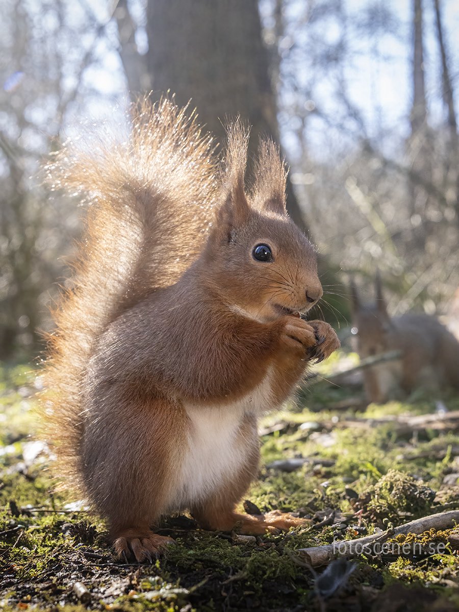 Squirrels by Fotoscenen tweet media