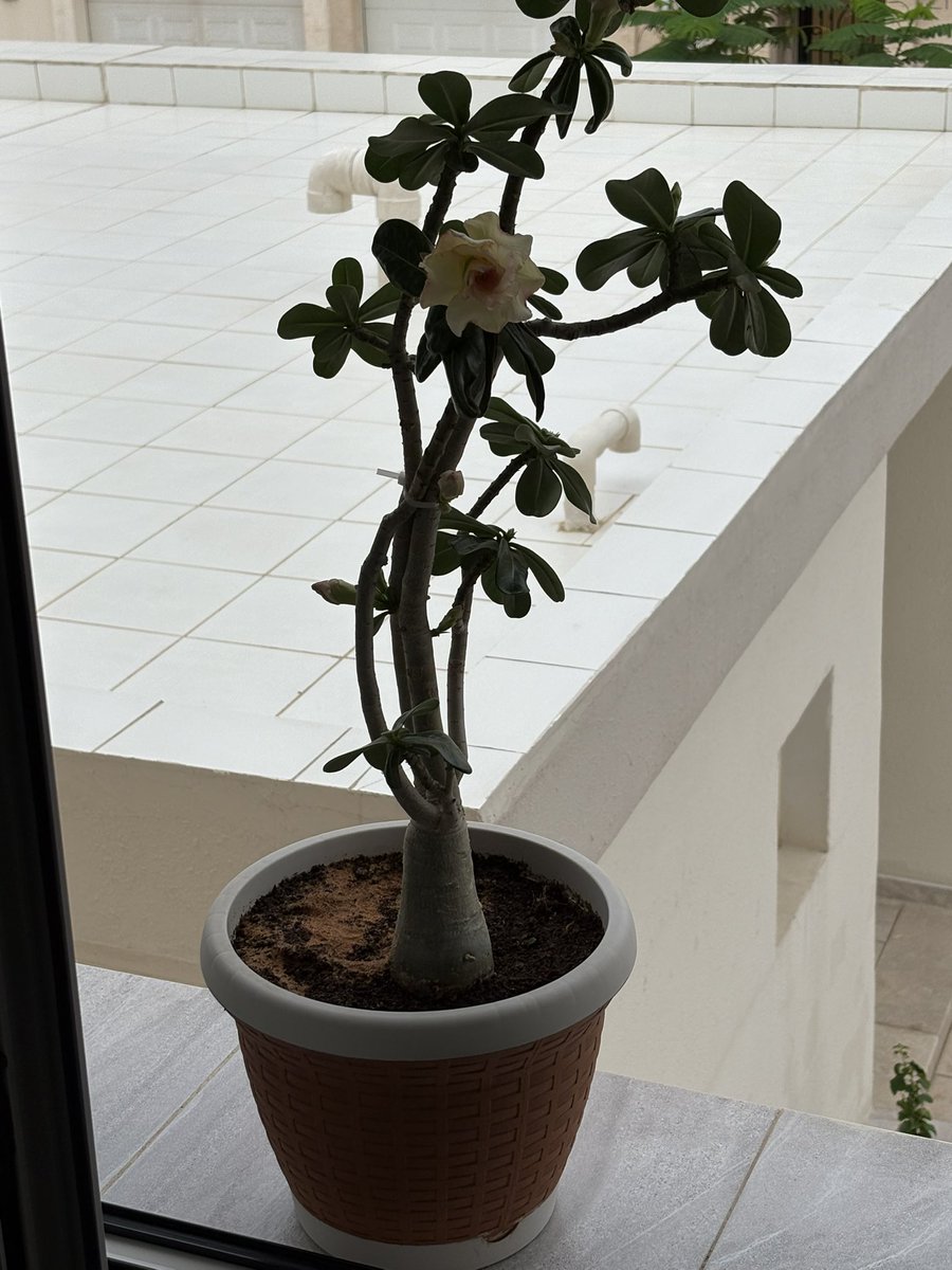 واحد tweet media