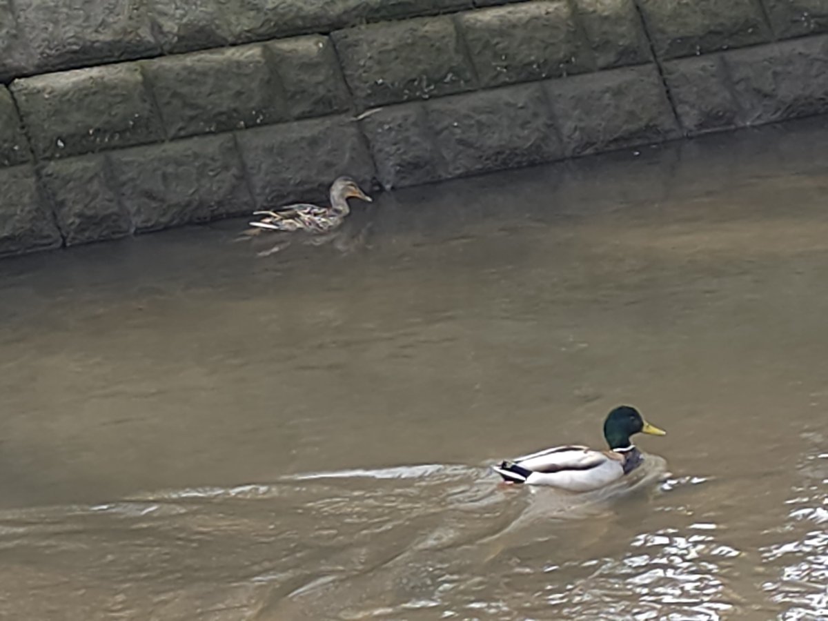 ごみまる🔰 tweet media