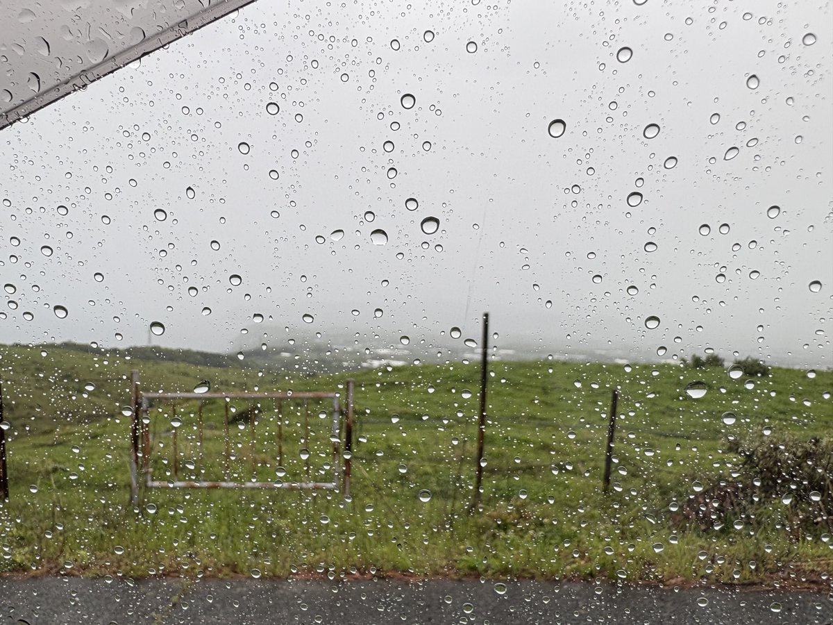 雨なの分かっとるけど、どうしても気になって来てみた