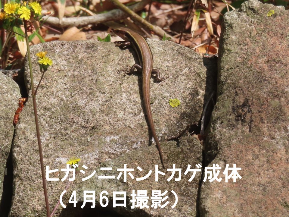 ParksOyamadairi's tweet image. 春になり、冬眠から目覚めたトカゲの仲間が活動し始めています。草原に多いニホンカナヘビは、褐色でつやがなく、尾が長いのが特徴です。石垣などにいるヒガシニホントカゲは光沢があり、幼体は背中に３本の線があって尾が青いですが、大人は線が２本で尾が褐色です。 #都立公園 #は虫類 #SDGs