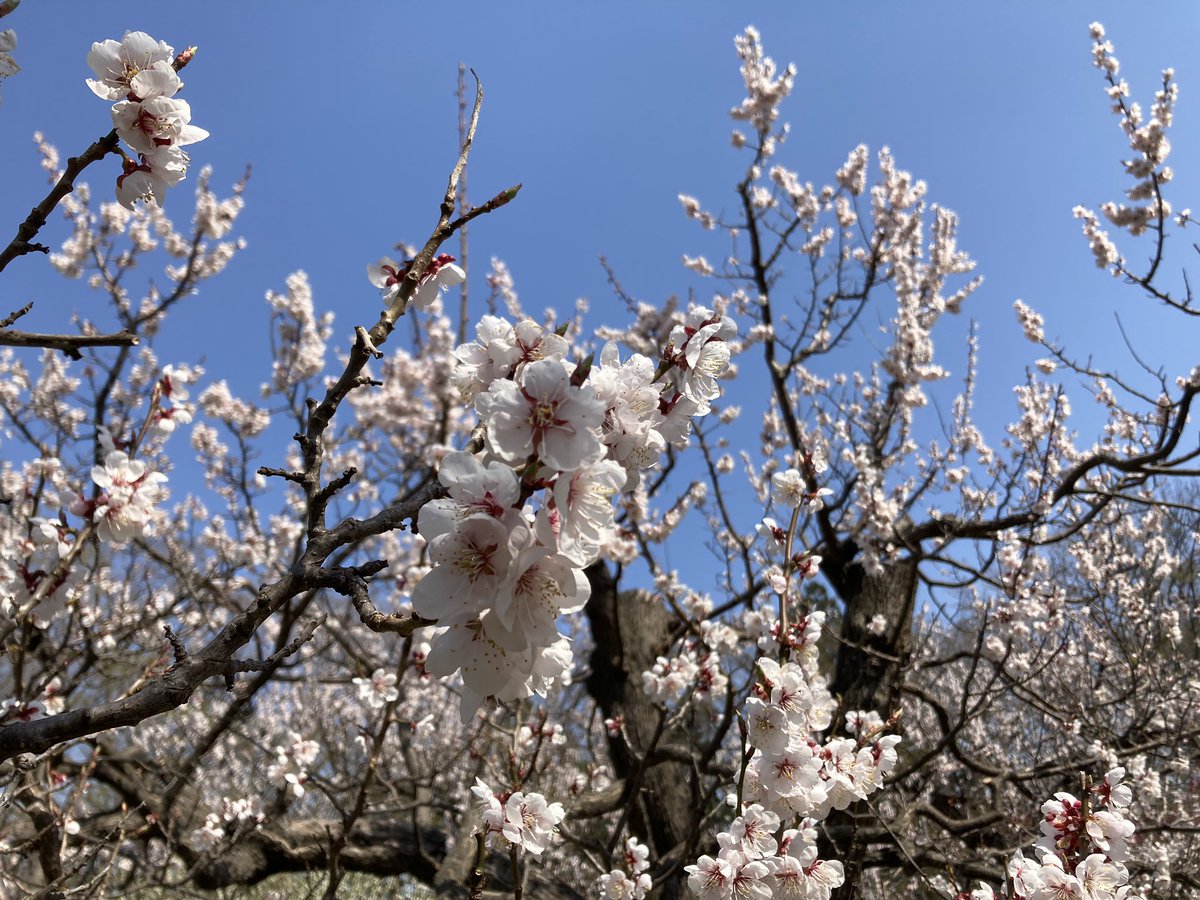 nonbiri_senyo's tweet photo. 神宮！！！🌸🌸🌸
こっちは結構葉桜状態
午後すぎるとかなりお花見来る人多くて混雑してたから少し早めに行けてよかった！ https://t.co/yoXEF3wNSf