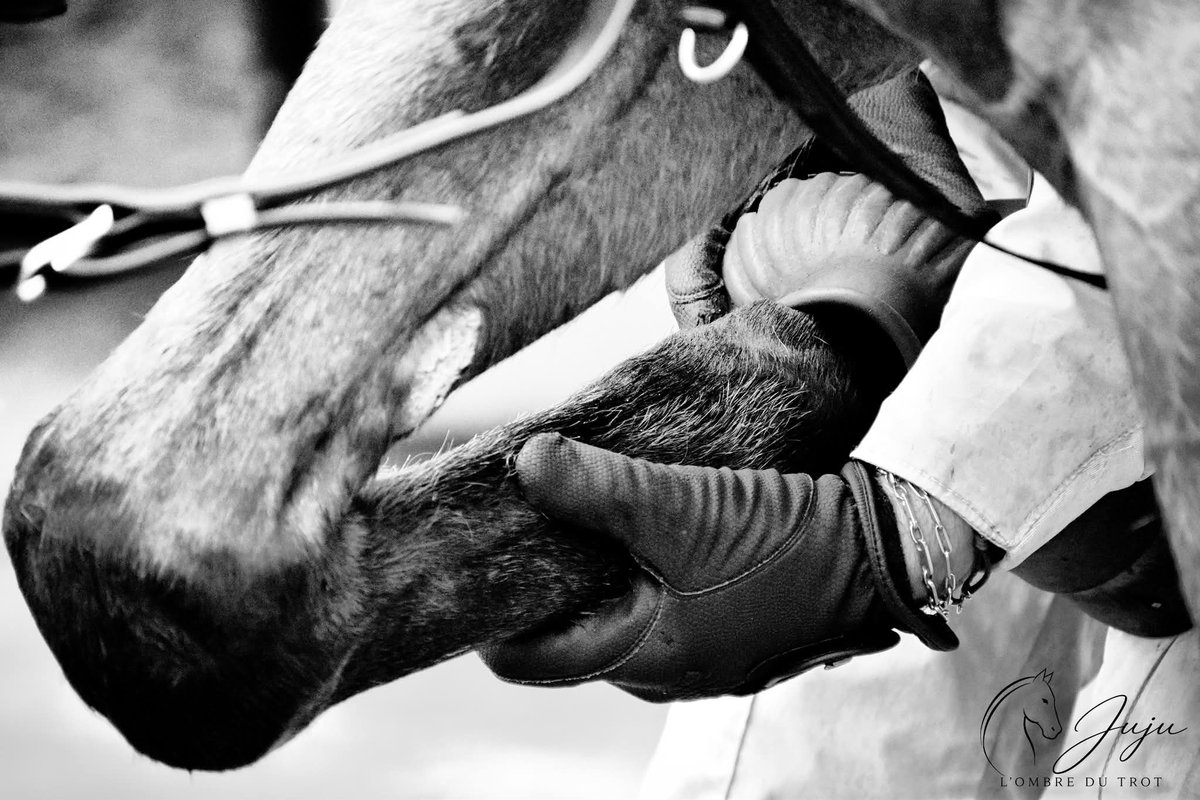 JuJu Photographies L'ombre du trot tweet media