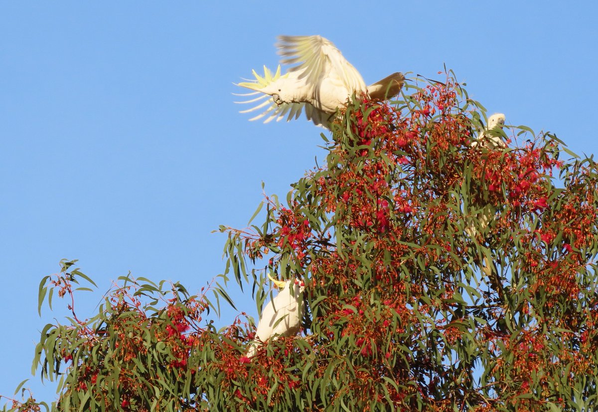 DivineDropbear's tweet image. Sulphur-crested Cockatoos feeding on blossoms...  Bonnie Doon, Victoria 
@fred_od_photo #birds #birdwatching #birding #birdphotography #australianbirds #parrots #WildOz