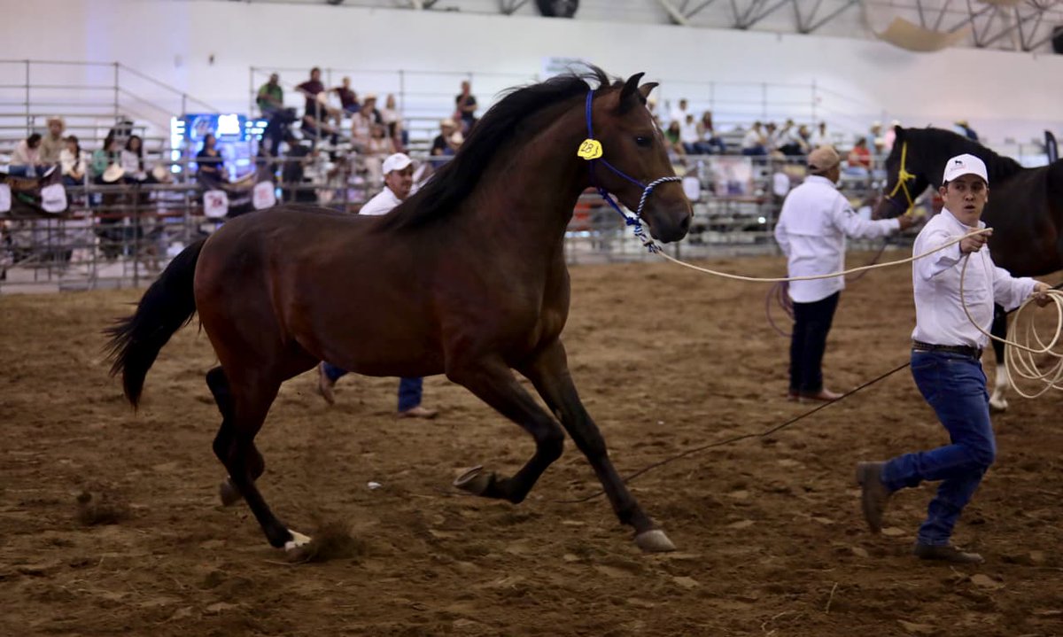 Veracruz reúne a expertos y tradición en el cierre del Congreso Nacional del Caballo emisariopolitico.com/veracruz-reune… a través de <a href="/Emisario_pol/">Emisario Político</a>