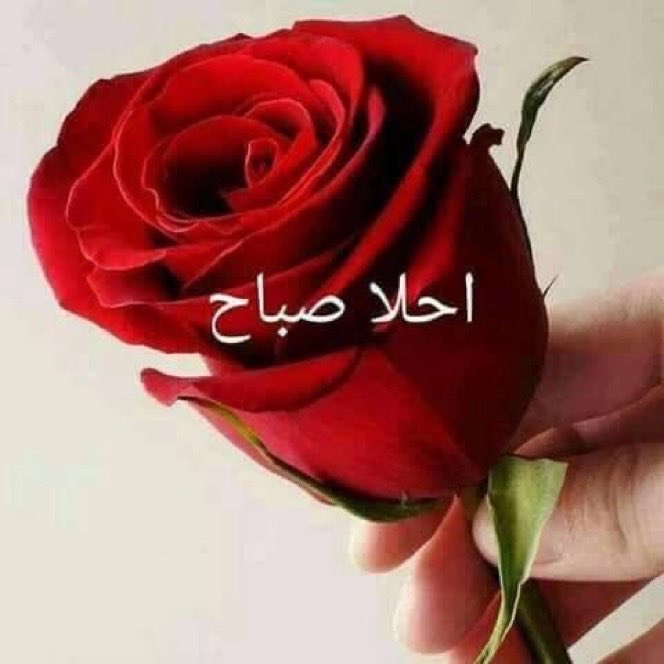 زيـ العتيبي ـد ( AL RAYD ) tweet media