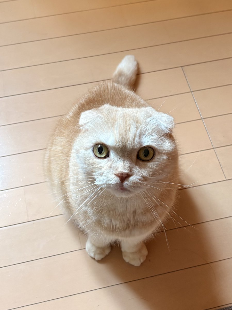 trsn0529's tweet photo. ささみ待ちのトラさん
#スコティッシュフォールド https://t.co/T2mqG7z0pj