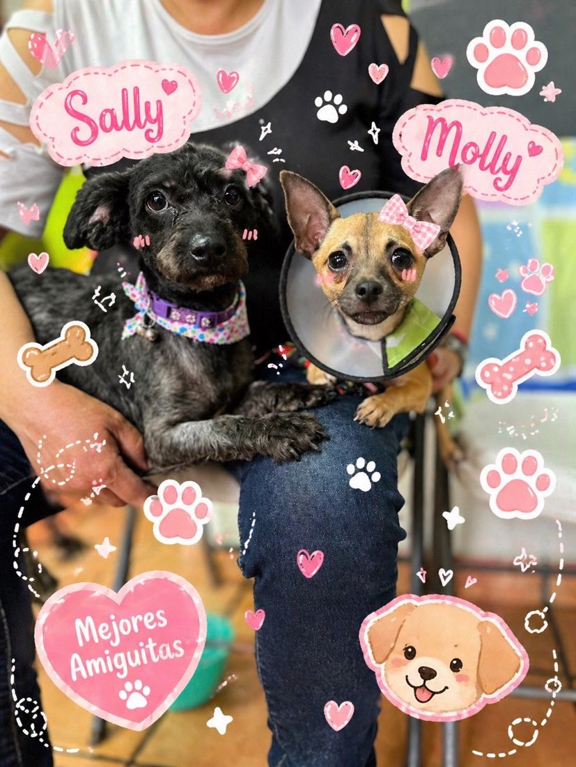 𝙷𝚎𝚕𝚊 𝙼𝚘𝚛𝚎 🐶 tweet media