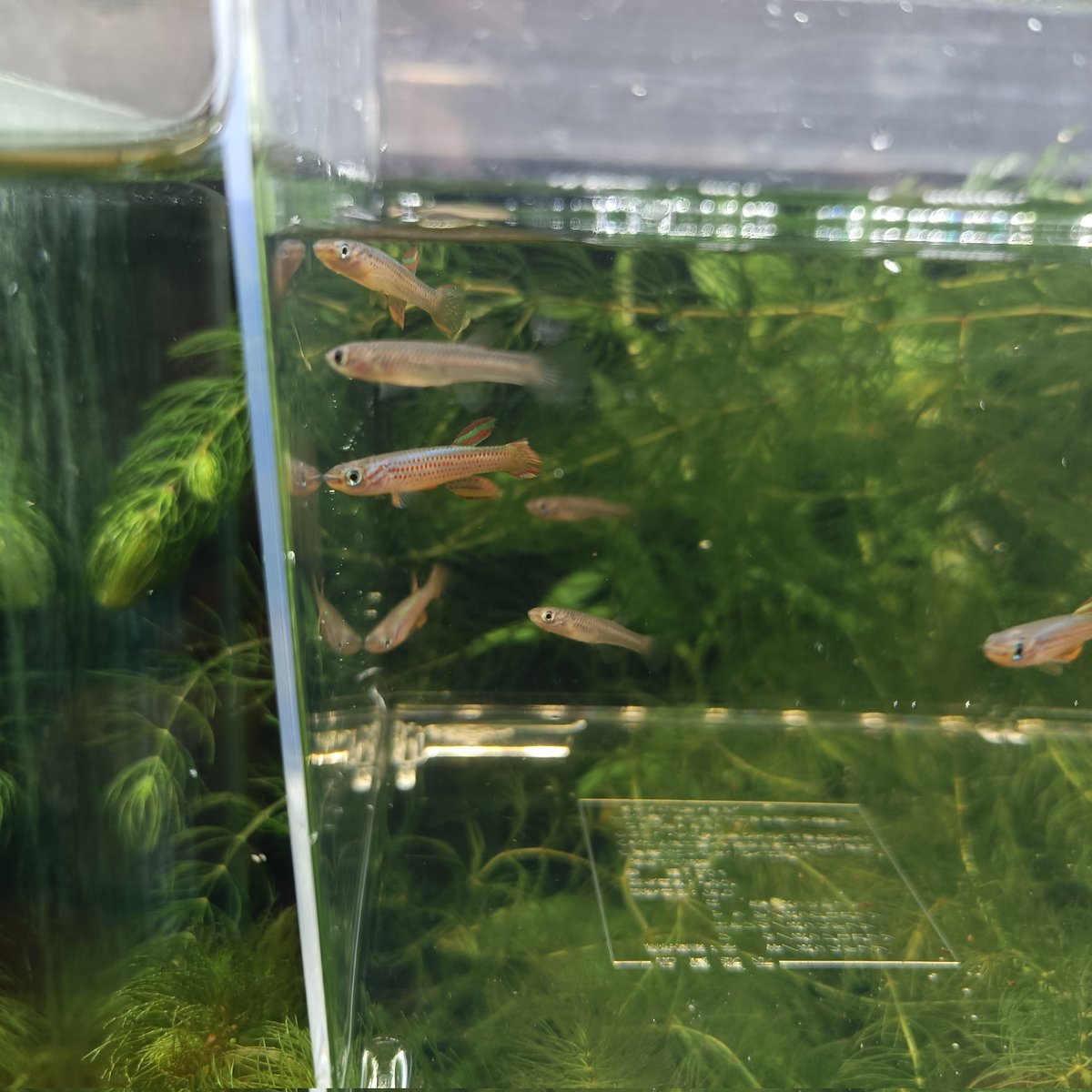 アフリカ産卵生メダカアフィィオセミオン　ストレイタム　GhH99/281ペア 卵生メダカ スクリプトアフィオセミオン ギグナルディ(ペア) /【Buyee