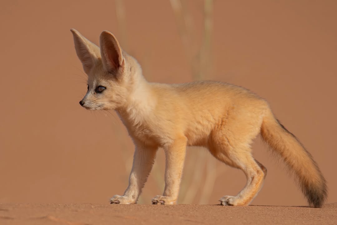 MENA Visuals tweet media