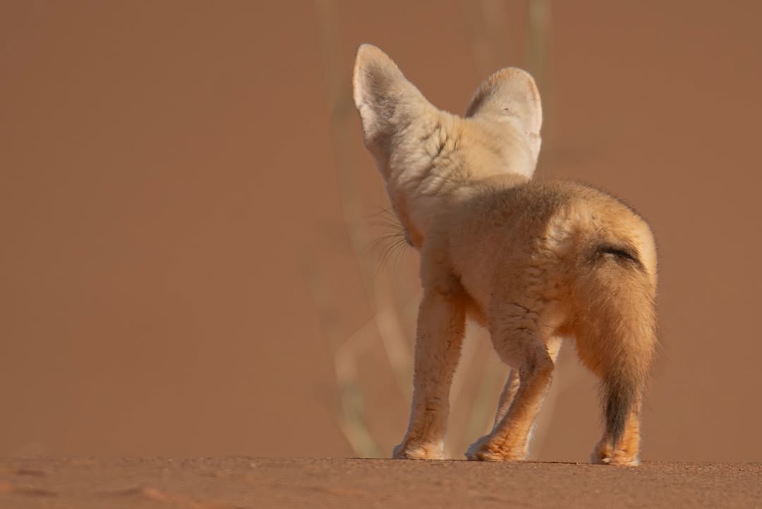 MENA Visuals tweet media