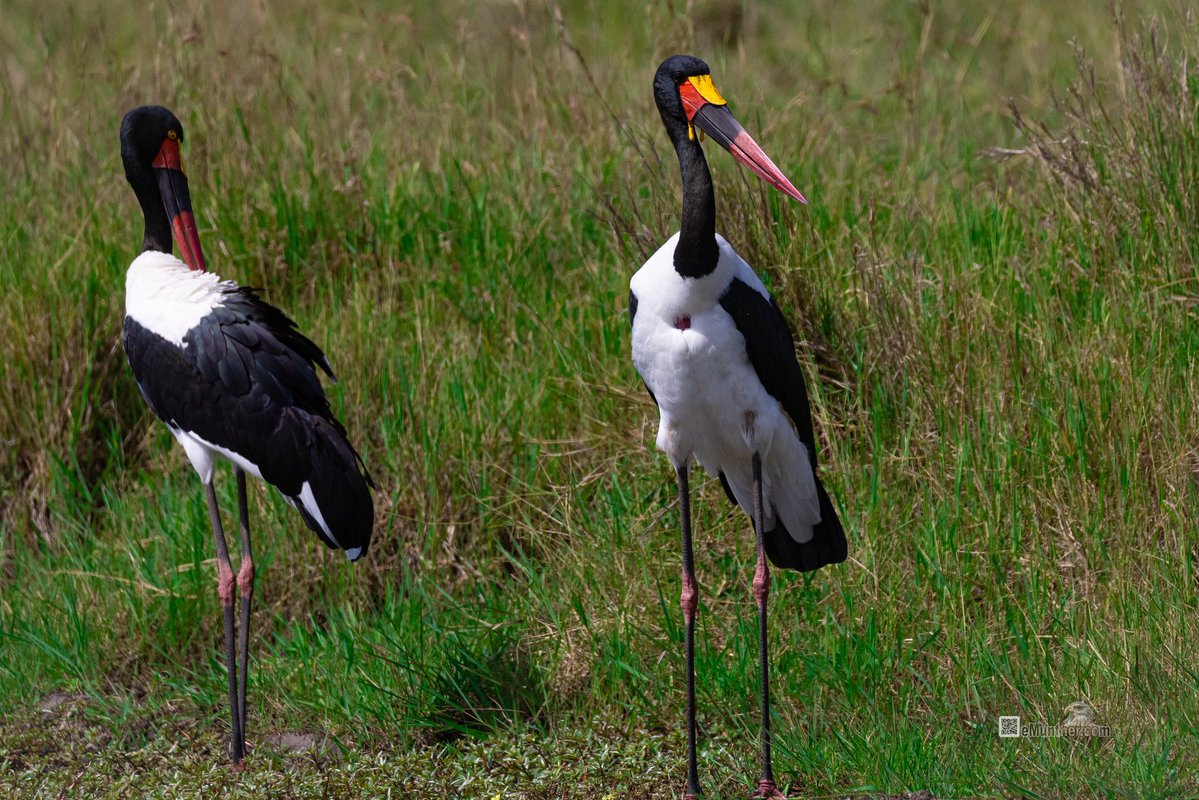 anEMDN_com's tweet image. 7th day, morning trip, Masai Mara, 5th batch. 
اليوم السابع، جولة صباحية، مساي مارا، المجموعة الخامسة. 
#Kenya #MasaiMara #Wildlife #Nature   290126. 
P1