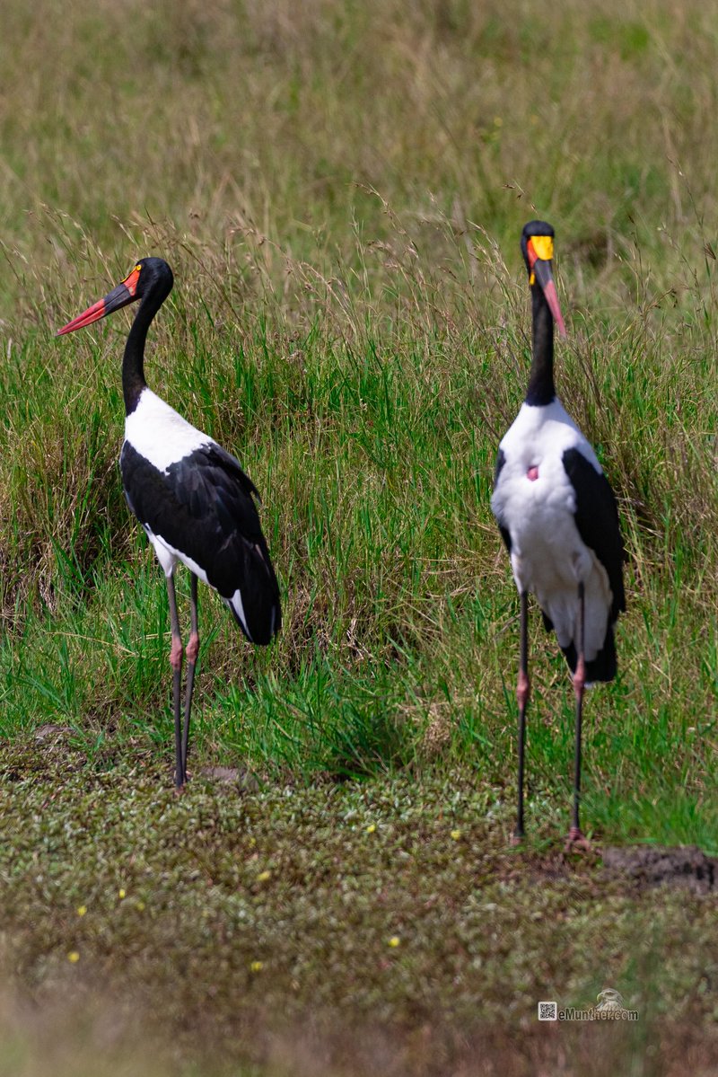 anEMDN_com's tweet image. 7th day, morning trip, Masai Mara, 5th batch. 
اليوم السابع، جولة صباحية، مساي مارا، المجموعة الخامسة. 
#Kenya #MasaiMara #Wildlife #Nature   290126. 
P2