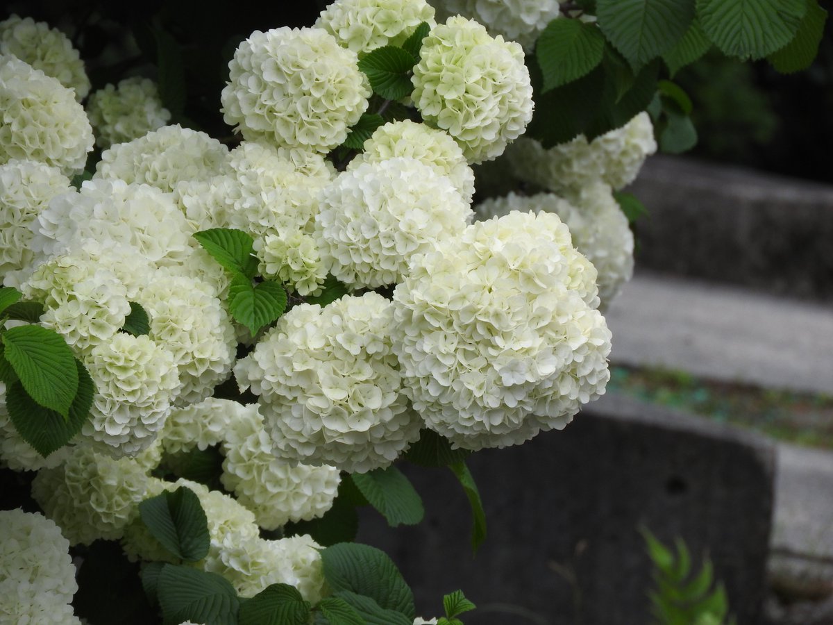 京都淡水フグ研究所 tweet media