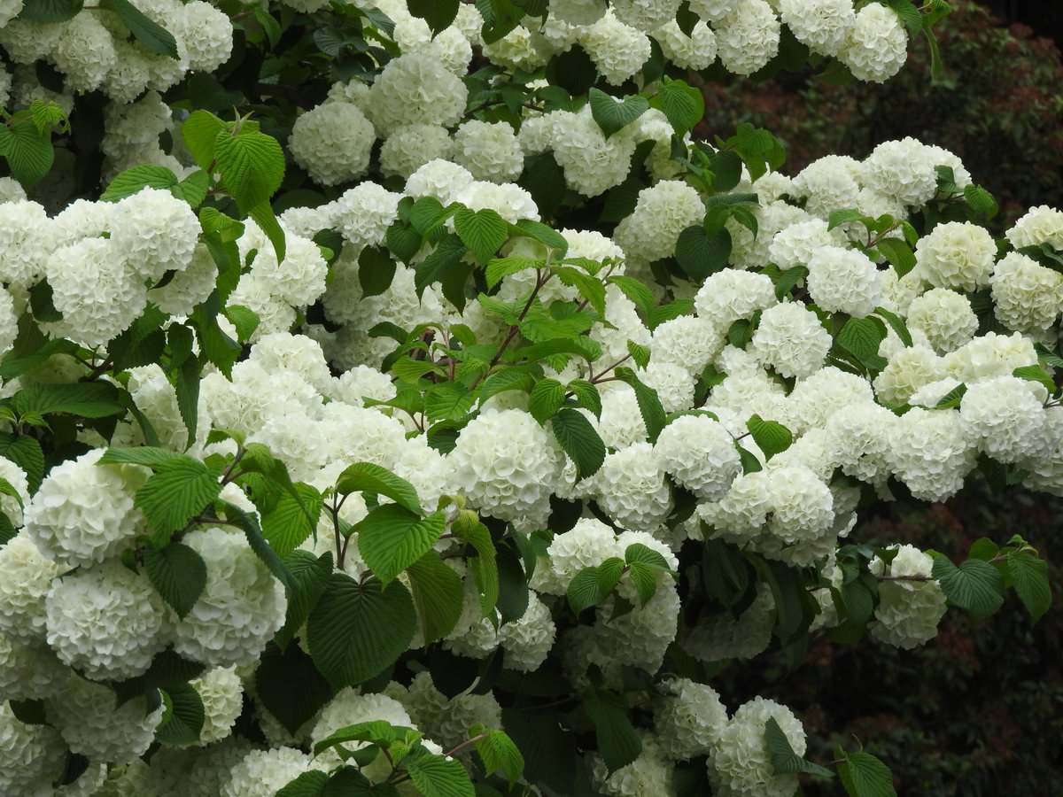 京都淡水フグ研究所 tweet media