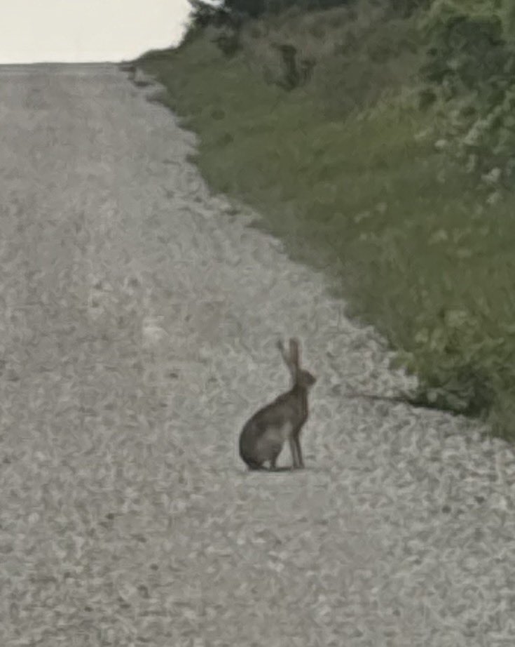 StepIntoHealing's tweet image. This jackrabbit reminded me: pause before you sprint.

Nature’s way of saying… slow down, breathe, reset. A tiny nervous system reset in the middle of the road.

#NervousSystemReset
#TexasWildlife
#SlowDownToHeal