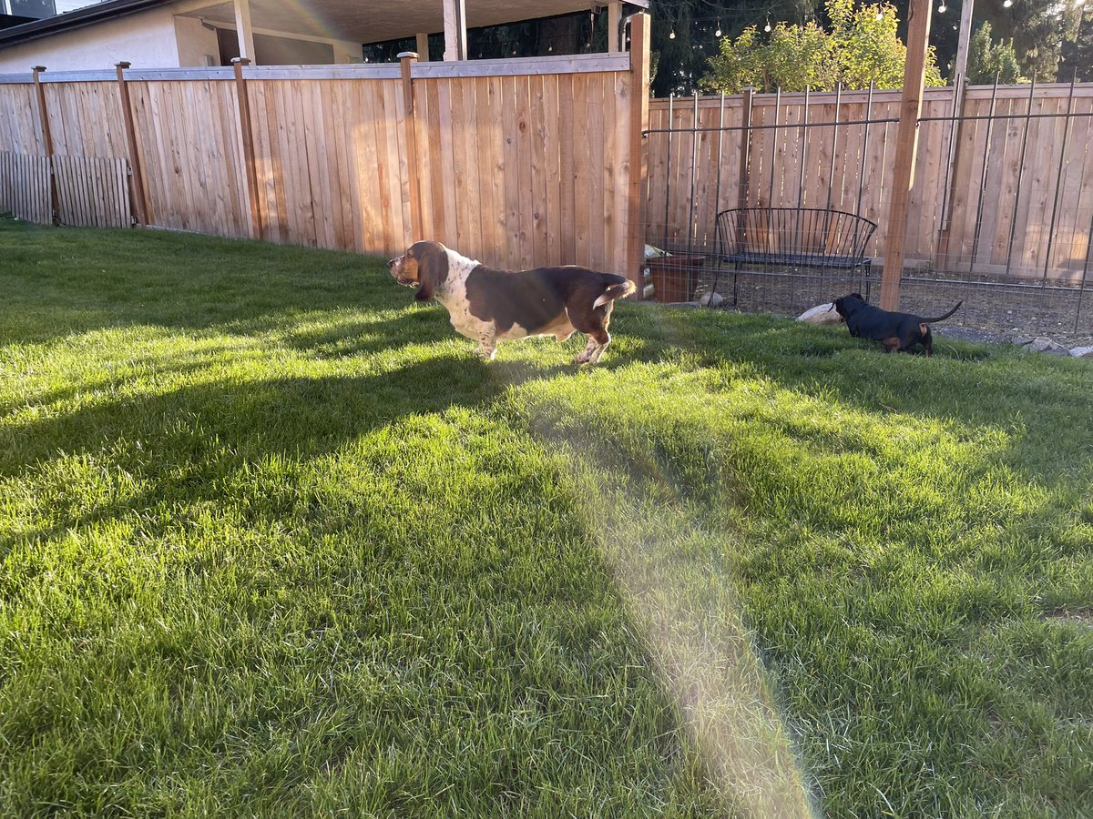 Hihihi. All doggies have completed Hole Patrol. No holes.