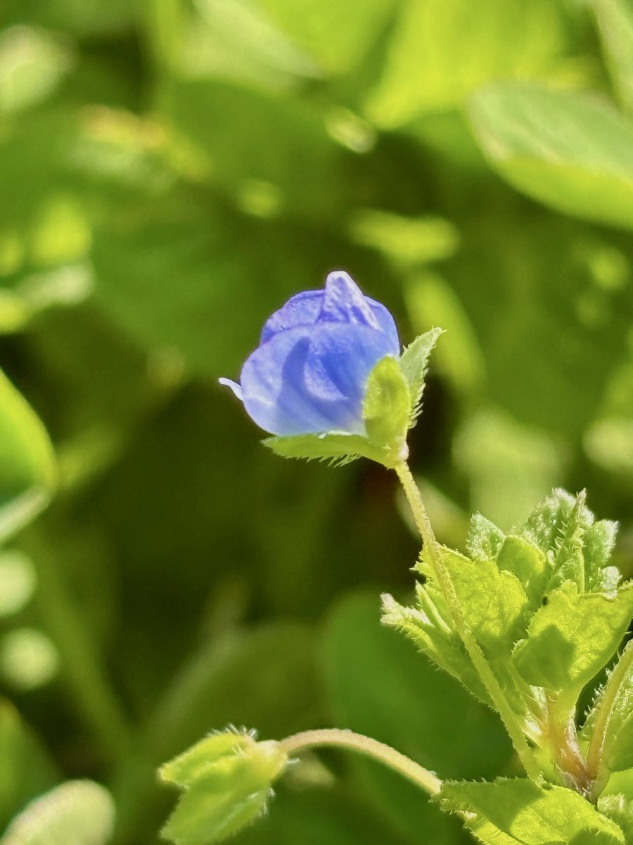 はな *:.｡.ᴴᵃⁿⁿᵃʰ ︎.｡.:* tweet media