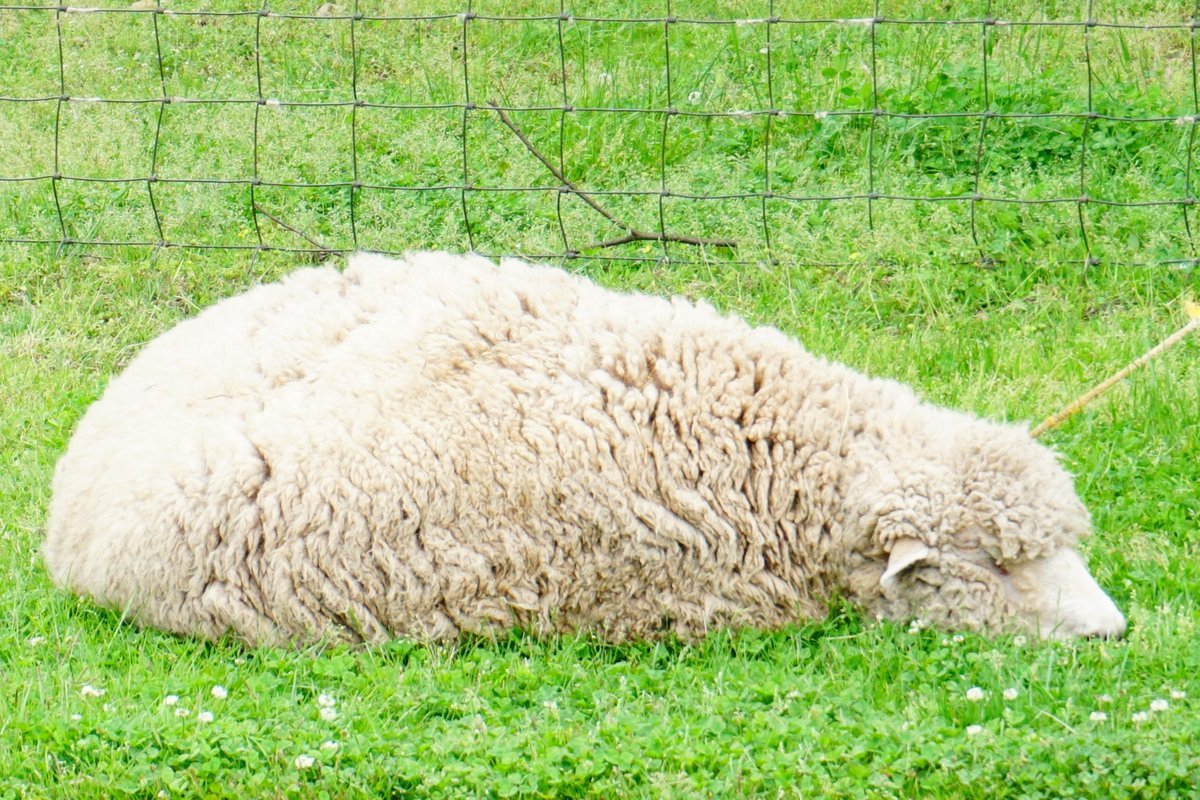 Adler 🐑🌿 tweet media