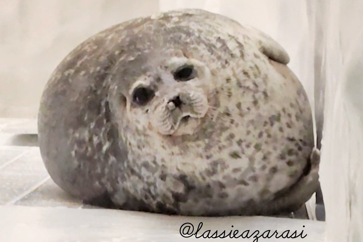 lassie99289125's tweet image. ユキちゃん Yuki
 #海遊館  #アザラシ  #seal