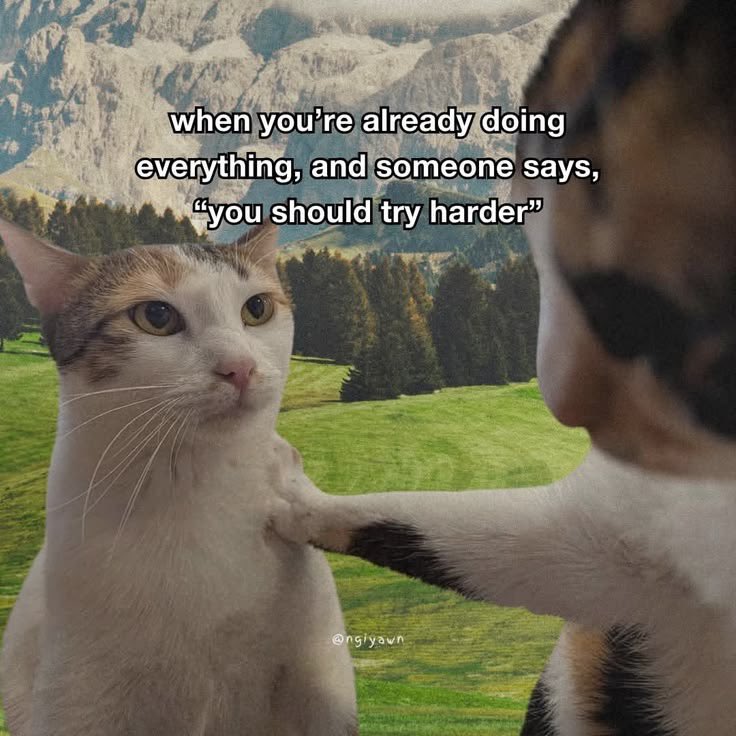 CatPosted's tweet photo. https://t.co/8njjSHRkgT