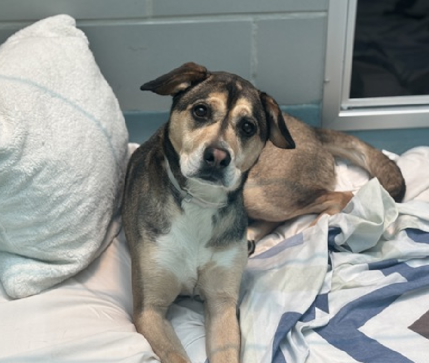 Jazzstew34's tweet image. 💔Meet Nina — a gentle 4-year-old girl who is now completely shut down and rescue-only. Her heart was shattered in a single afternoon.

In the first photo, she’s still with her person — leash in hand, eyes bright and trusting, looking up as if to say, “Wherever we’re going, I’m