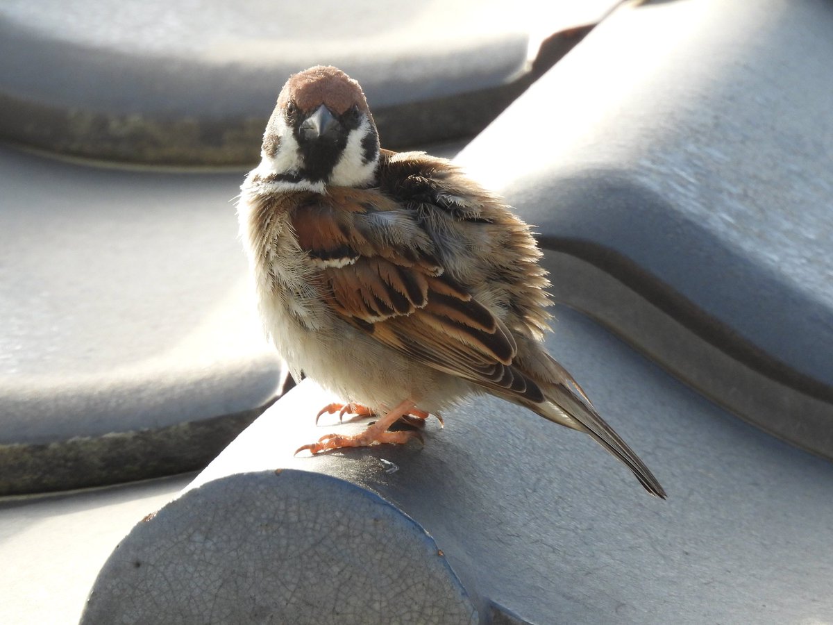 Sparrow tweet media