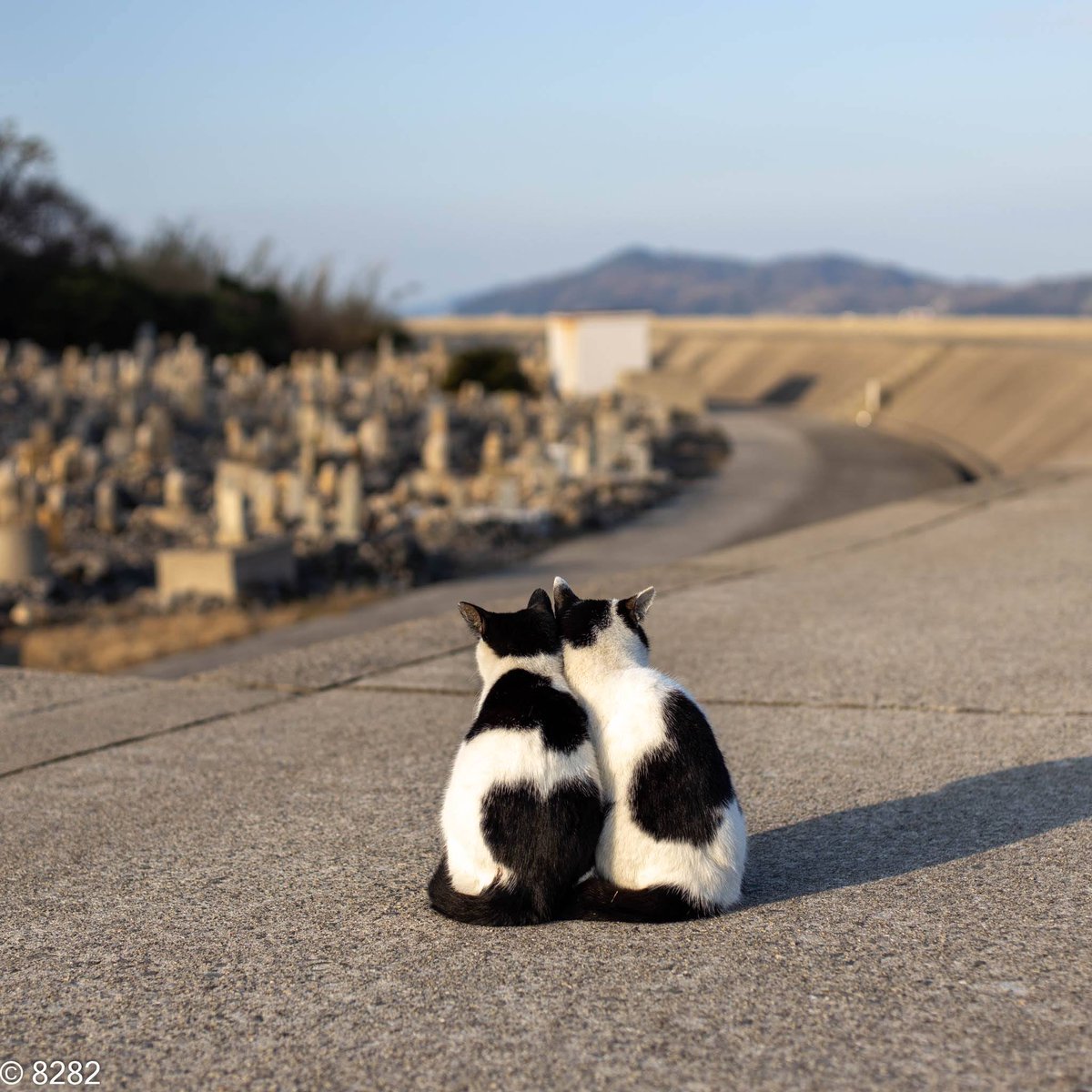 haniyan0821's tweet image. ひとつなぎの模様
ハートがふたつ
#猫　#cat