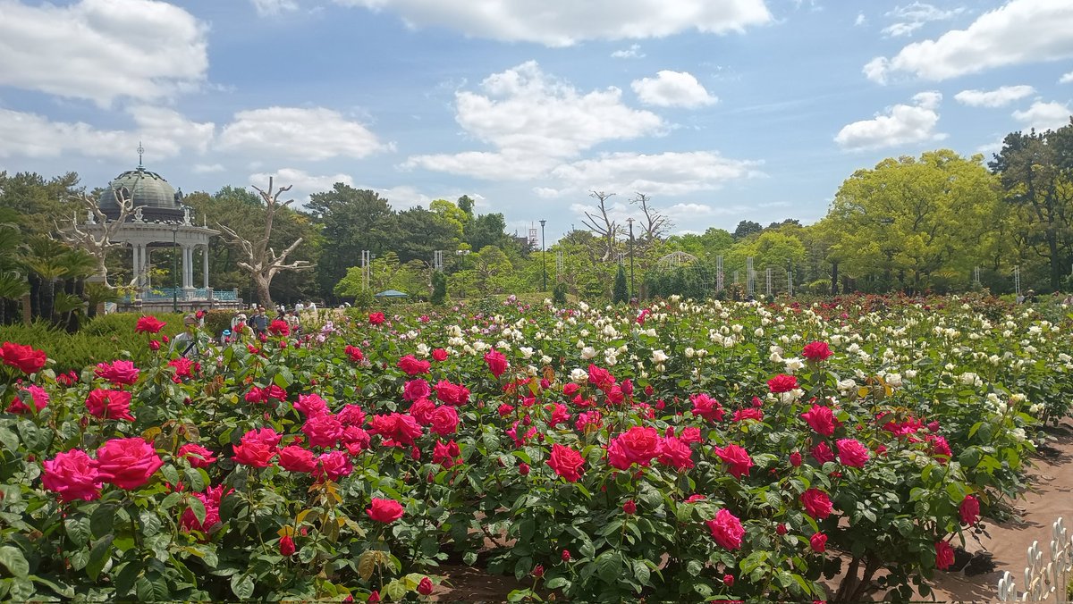 ohazassu's tweet photo. Happy Sunday in Nagoya 🌞🌹 https://t.co/9aCTGohOKA