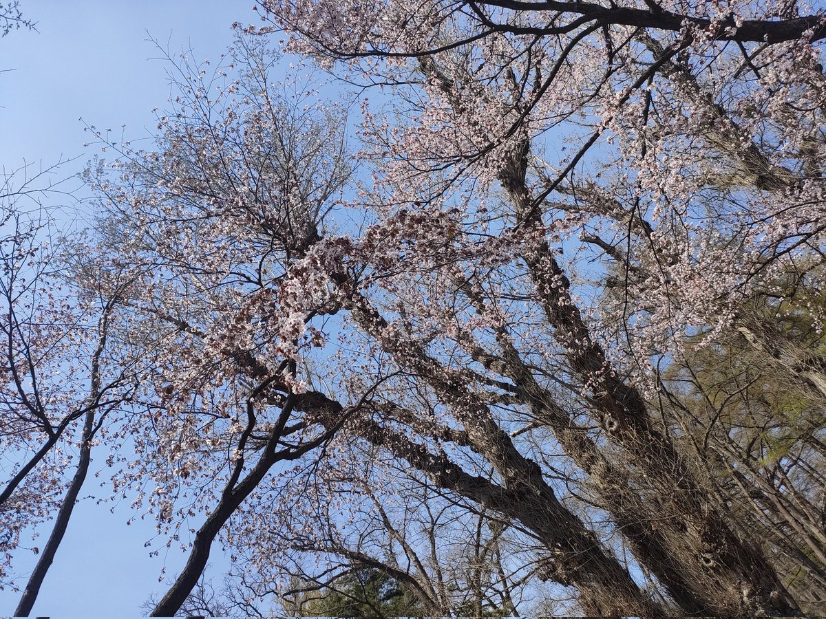 3284bianchi's tweet photo. サークルで花見 https://t.co/XvTKf0GTBv