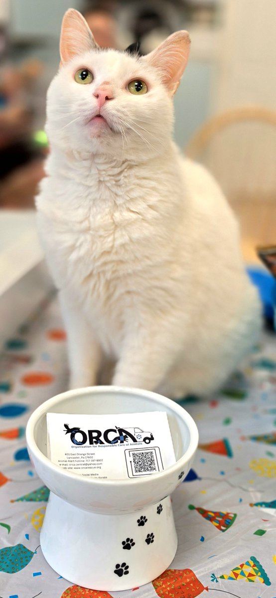 kissmykitty's tweet photo. Today was amazing. Thank you so, SO much to my fellow rescue friends who came out to join the Organization for Responsible Care of Animals (ORCA) in celebrating their 43rd birthday & Open House.🎉🧁🎈🐈

Just as importantly, TY for helping ORCA celebrate their renewed commitment to their mission, which is to help any in-distress ill/injured stray in Lancaster county. ORCA's board & staff strive to do their very best for the animals they are entrusted to help, and it was wonderful to feel the love & support from the local rescue community!

#ORCA #animalrescue #catrescue