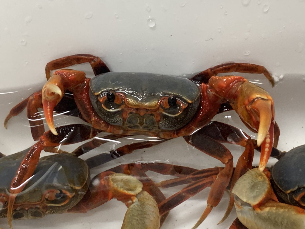 TFRainbow's tweet photo. Nanhaipotamon aculatum

ナンハイポタモンたん🦀
オスのみ入荷です‼️

まだ挟まれてないのでどれくらい痛いのかは不明…笑

大人しいサワガニです🦀

#ナンハイポタモン #サワガニ #Nanhaipotamon #大阪小虹 https://t.co/6Ea6hlGXd0