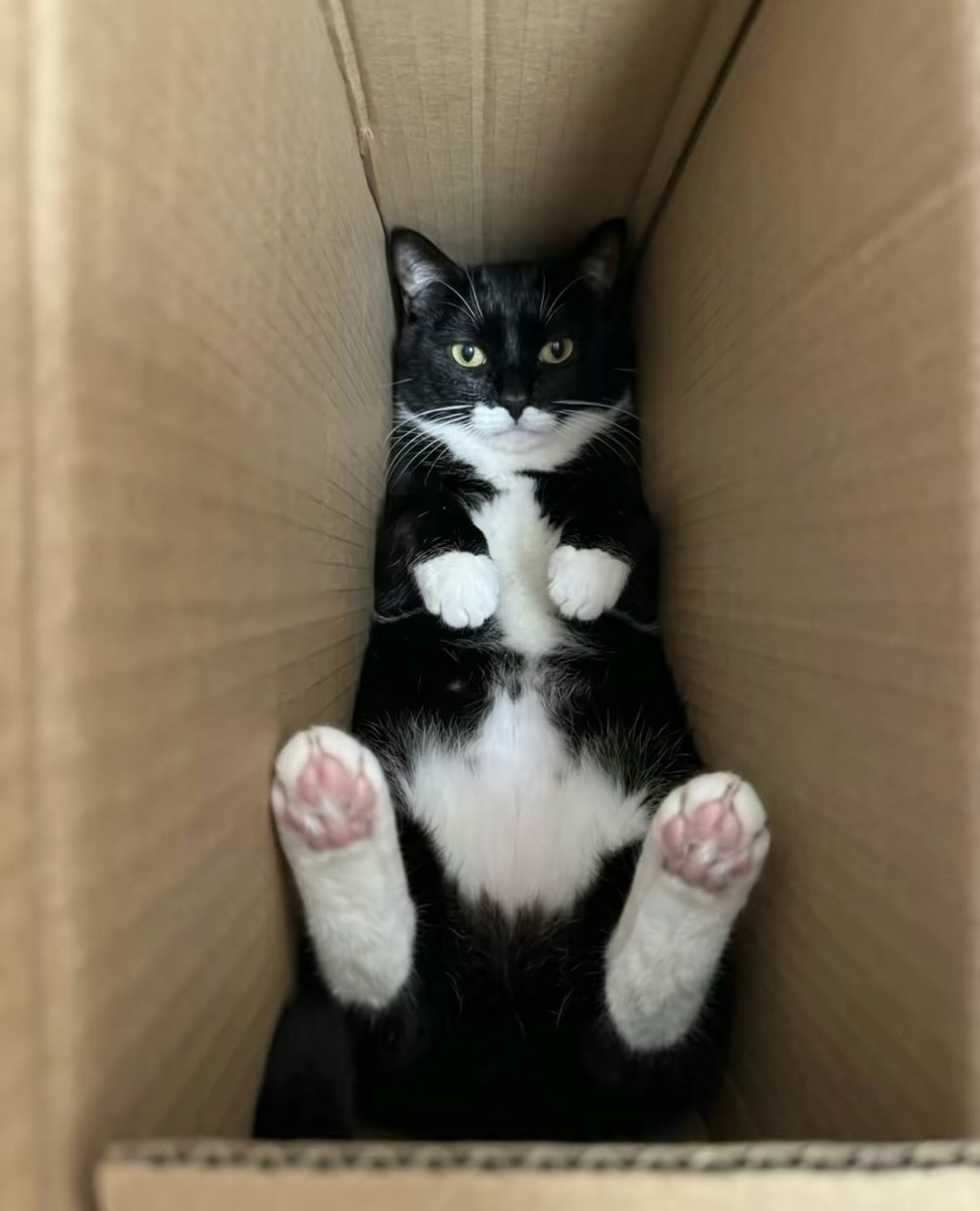 🐾🐱アニマルプラネットランド🐱🐾 tweet media