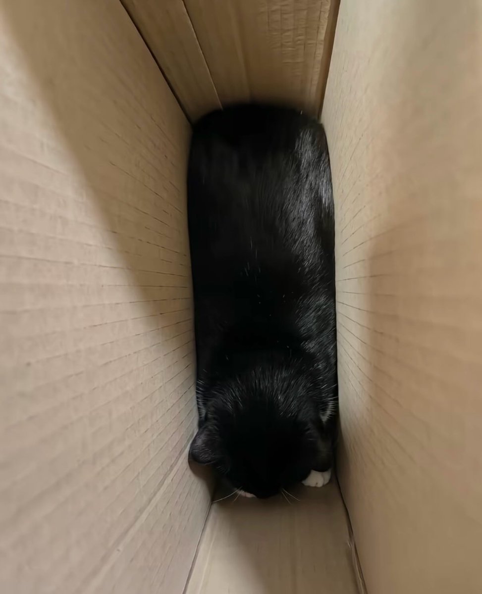 🐾🐱アニマルプラネットランド🐱🐾 tweet media