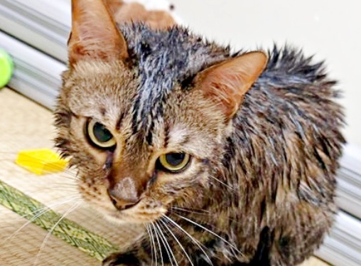 maidona_nashiki's tweet image. /／
😾「もう人間は信じない‼️」
\＼
シャンプーしたからしくん、いわしくん、にぼしくんの渋い表情が話題　「めっちゃ怒ってるw」「シャンプーで失う信頼！」／いわし先生さん（@IWASHI_0723）
⬇️詳細はこちら（まいどなニュース）
maidonanews.jp/article/164981…

#CatsofInstagram #CuteCat #CatLovers