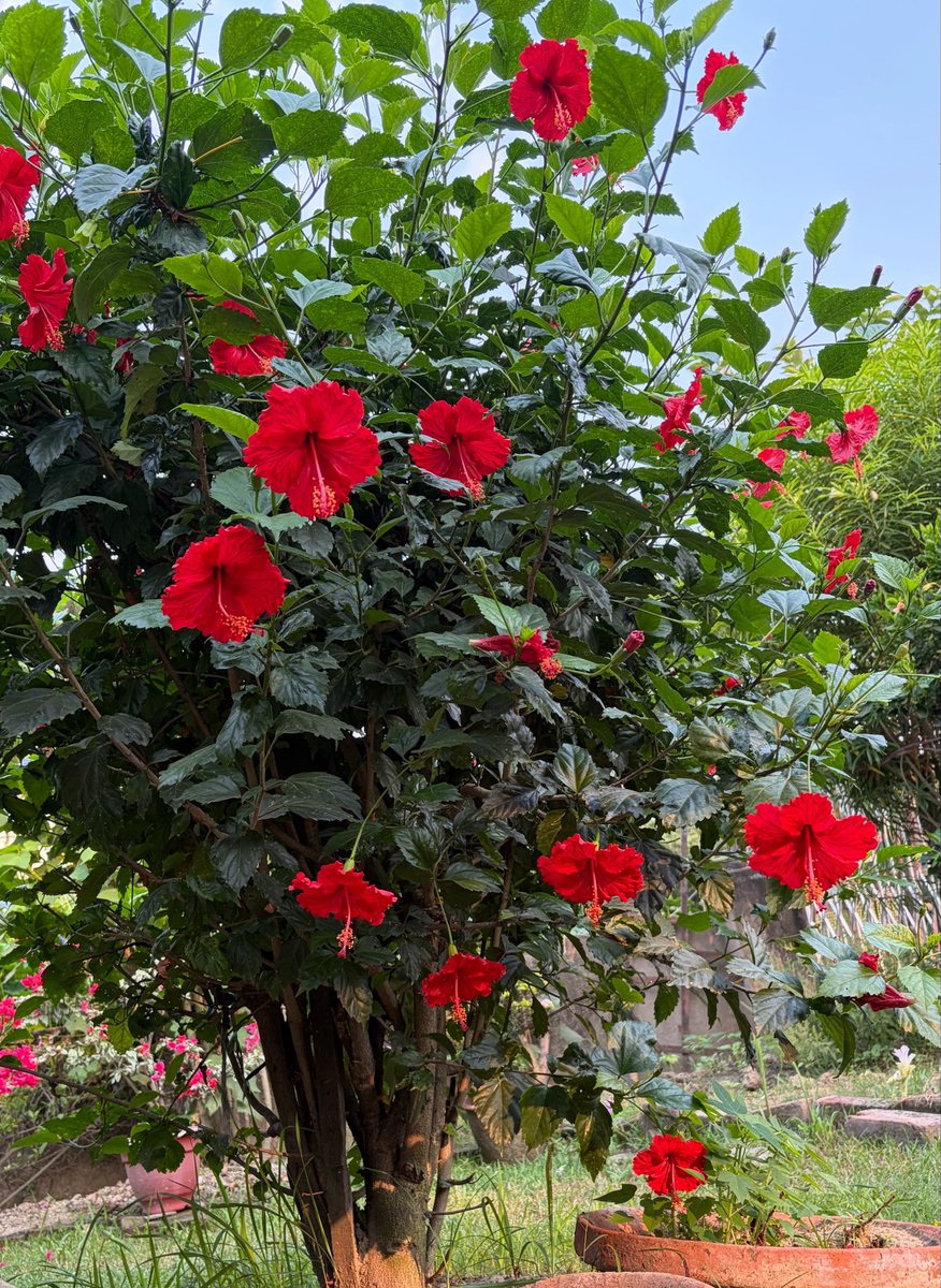 arpita_dg's tweet image. Good Morning 😊
The Red Hibiscus 🌺 is a sacred flower to Bengalis. As it is the favorite flower of Maa Kali🙏🏼. You will find one Red Hibiscus plant in almost every Bengali House along with Tulsi. 
It also has several medicinal properties 💊
#Hibiscus #organic #gardener 🪴👩‍🌾