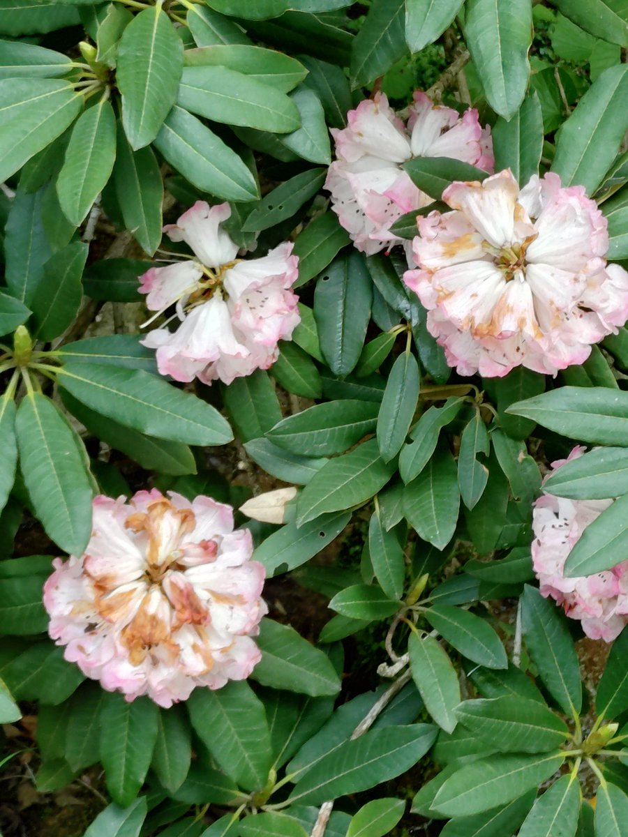 たまc-300in tweet media