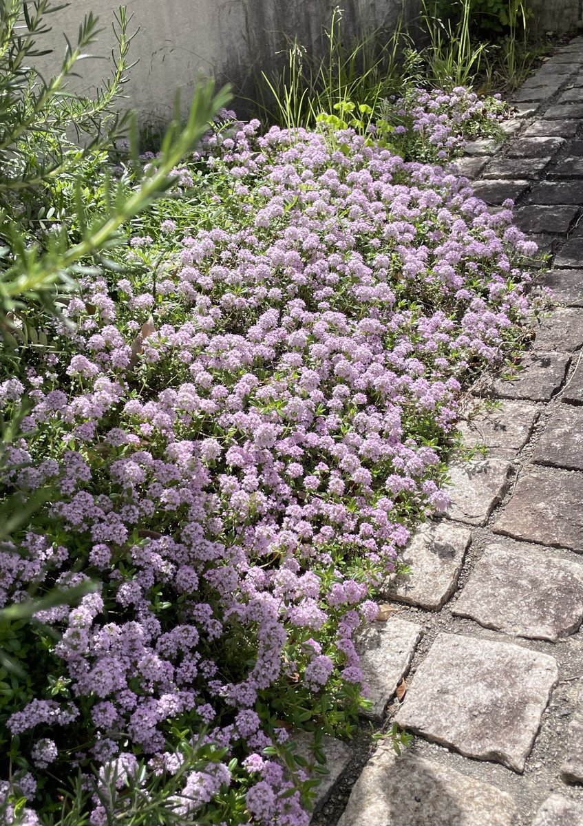 エミール＠心はパリ tweet media